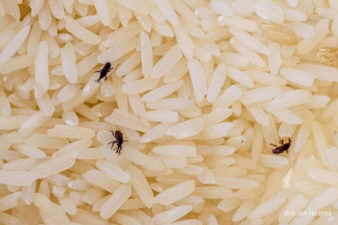 Cara Aman Mencegah dan Mengatasi Beras Agar Tak Dihinggapi Kutu
