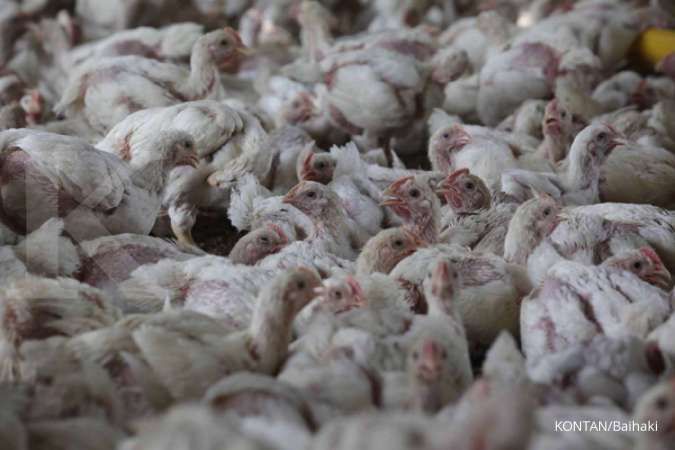 Harga Anjlok di Bawah Biaya Produksi, Nasib Peternak Ayam Terancam 