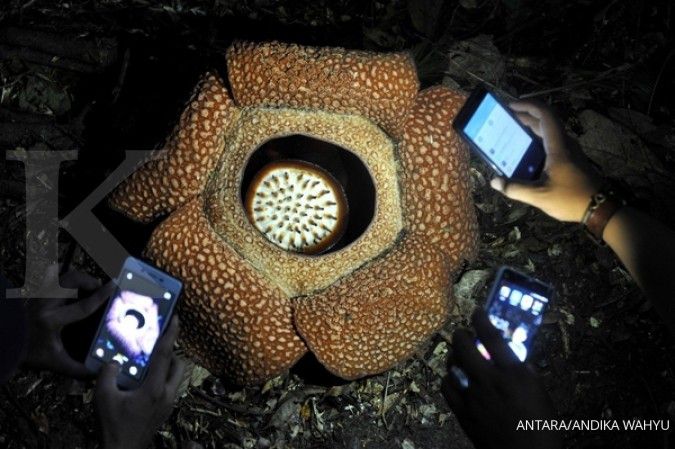 Rafflesia mekar di wisata air terjun Palak Siring