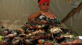 Permintaan tinggi, bibit kepiting bakau menyusut