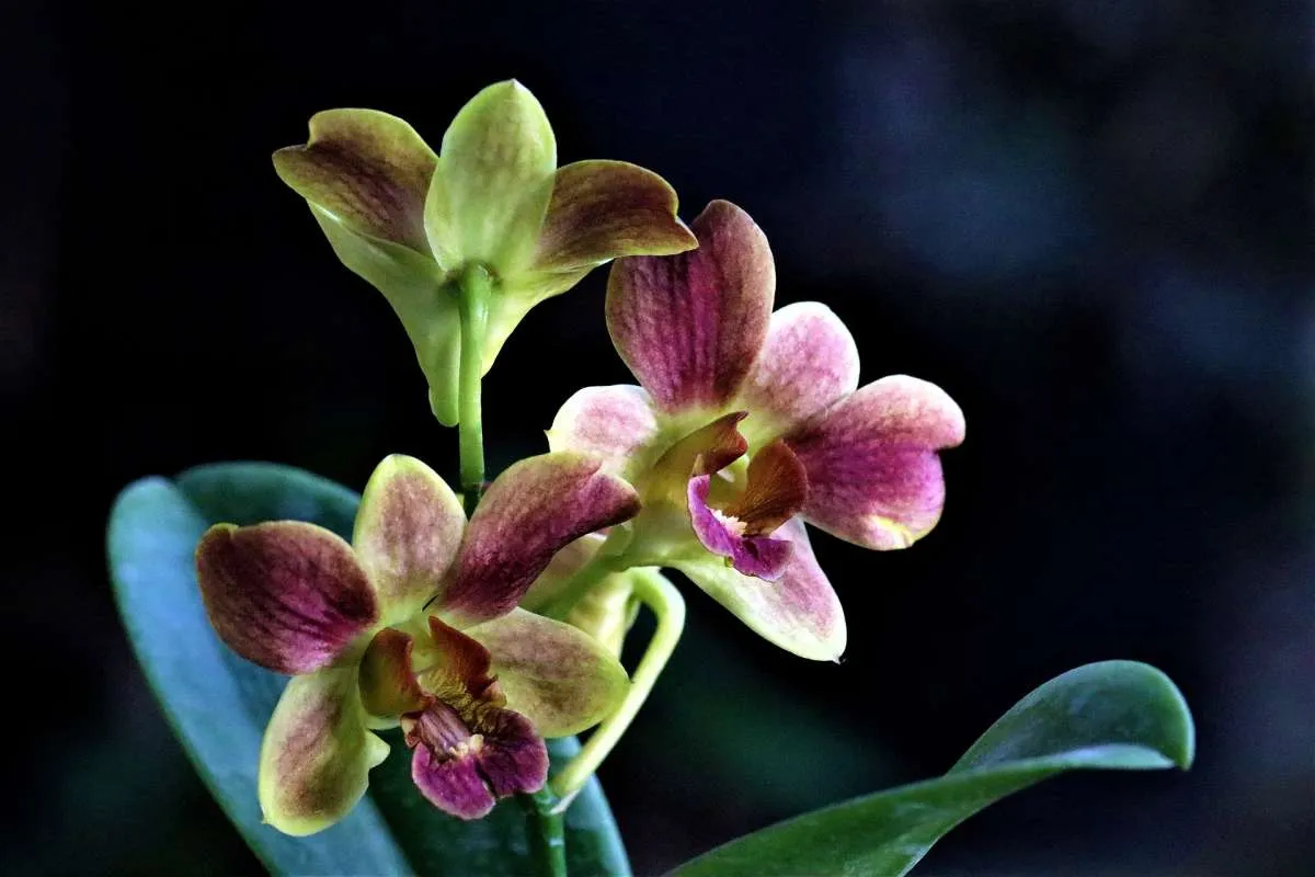 Tidak Sulit, Begini Cara Merawat Tanaman Hias Anggrek