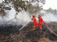 Muhammadiyah Desak Aparat Bongkar Aktor Kebakaran Hutan