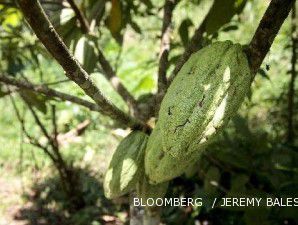 Manfaatkan BK kakao 5%, eksportir bakal genjot ekspor