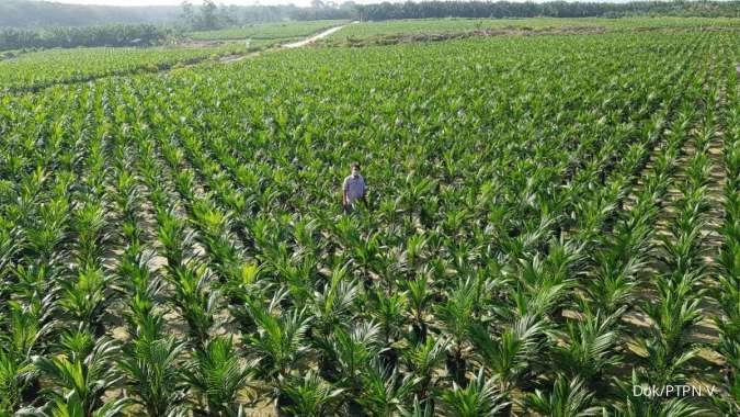 Konsolidasi Bisnis, PTPN Bakal Bawa Subholding Palm Co IPO di Tahun 2023