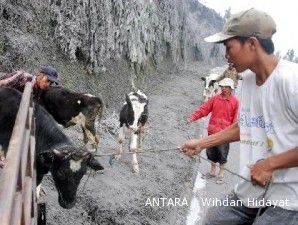 Sapi yang dievakuasi dari daerah rawan bencana baru 10%