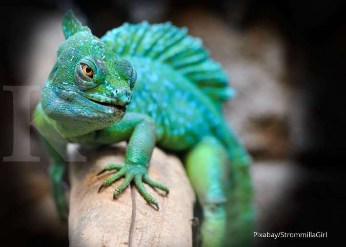 5 Hewan Reptil yang Aman Dipelihara di Rumah