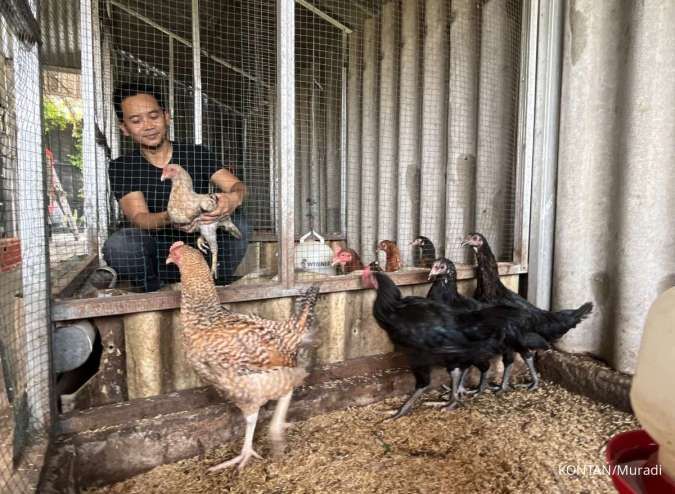 Bisa Modal Kecil, Berikut Cuan dari Ternak Ayam Kampung yang Menjanjikan