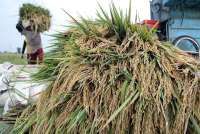 BPS Perkirakan Luas Panen Padi Mencapai 3,92 Juta Ha Pada Februari-April 2026