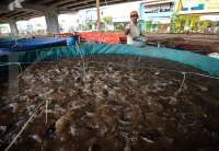 Begini Cara Ternak Lele untuk Pemula, dari Persiapan Kolam hingga Panen