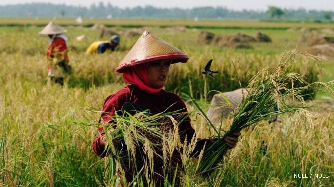 Produksi padi tahun depan diprediksi naik 6,25%