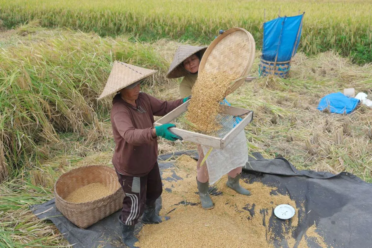 FAO Wanti-Wanti Produksi Beras Global Berpotensi Turun Imbas Cuaca Ekstrem El-Nino