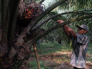 Tiga Produsen Sawit Ajukan Sertifikasi CPO