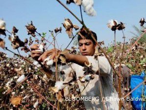 Produksi kapas bakal naik, harga kapas melandai