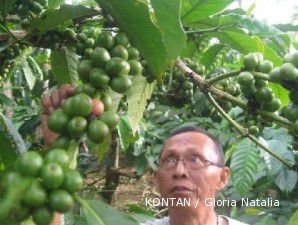 Produksi kopi di 2011 bakal anjlok 40% dibanding produksi tahun lalu