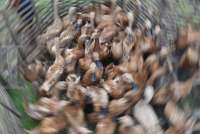 Filipina Laporkan Wabah Flu Burung H5N2 pada Bebek 