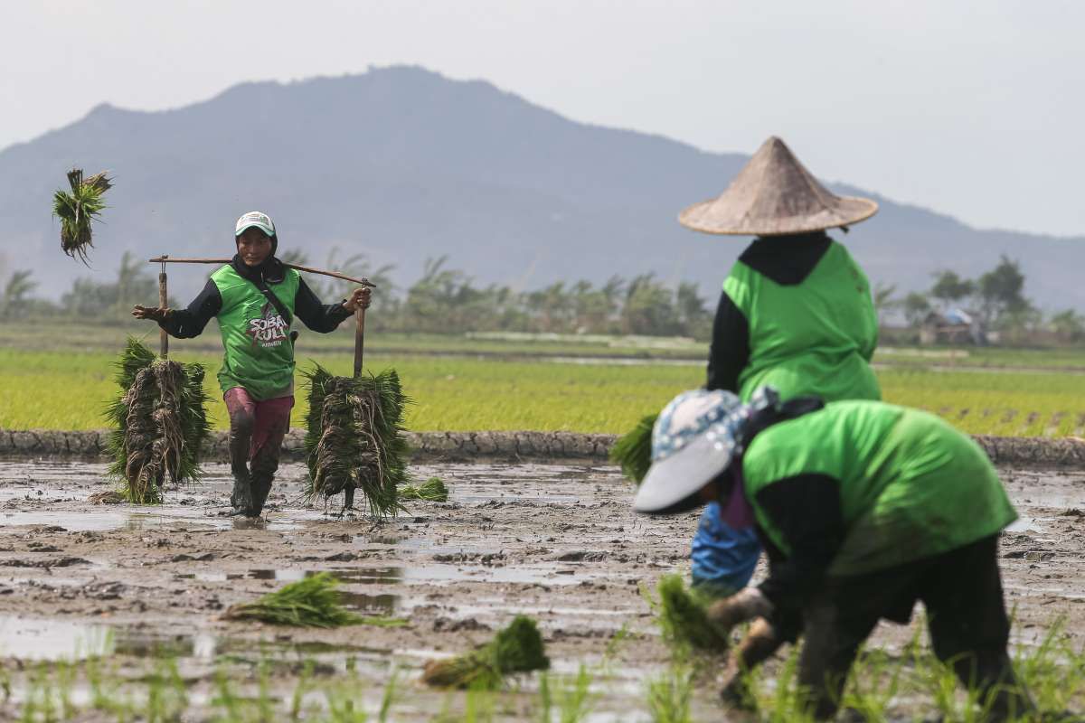 Inovasi Pertanian Beras: Kurangi Emisi Karbon, Tingkatkan Efisiensi