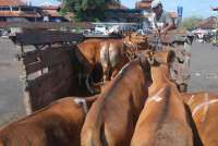 Cek Harga Kambing dan Sapi Kurban di Dompet Dhuafa Jatim Jelang Idul Adha 2026