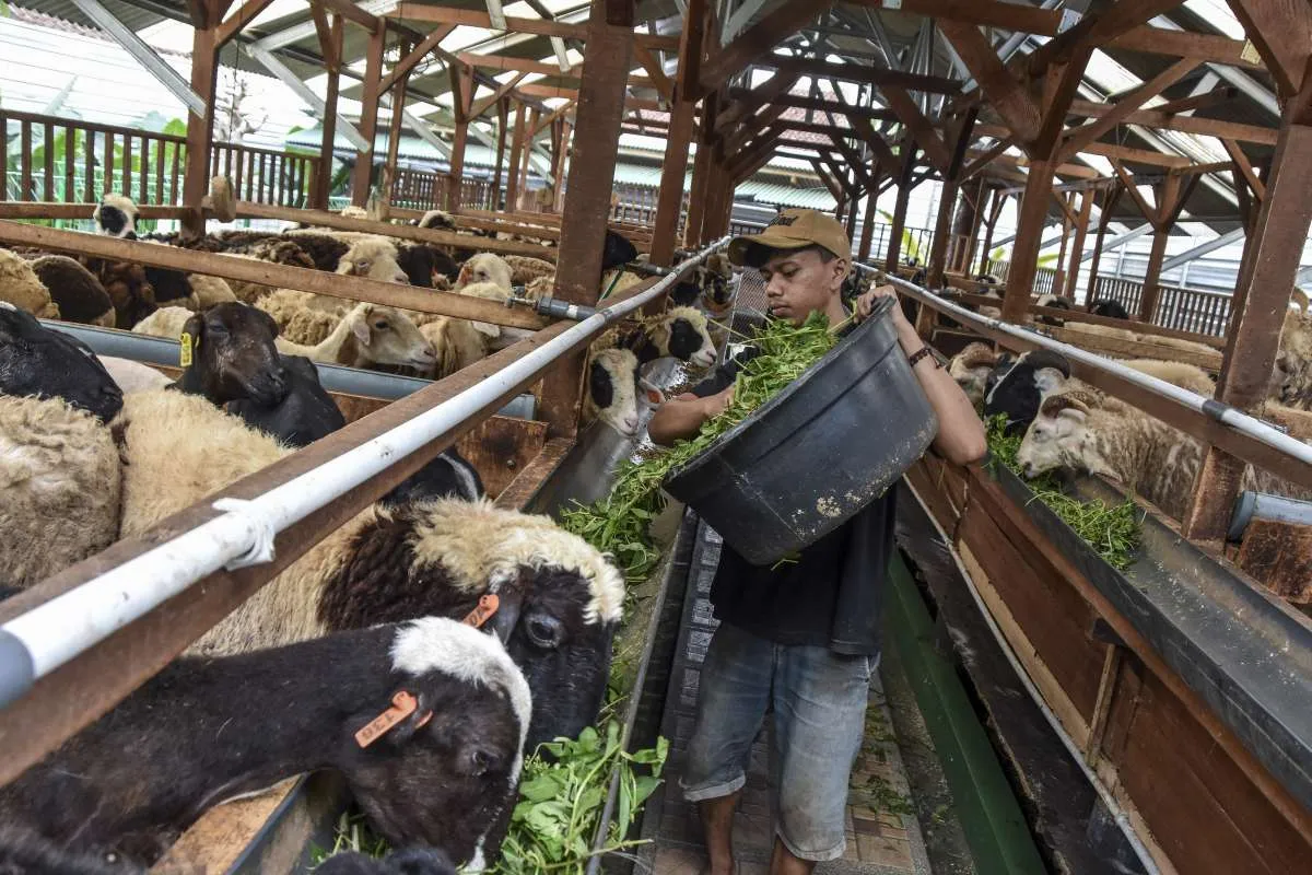 Kementan Dorong Peternak Milenial Tingkatkan Produktivitas untuk Ketahanan Pangan