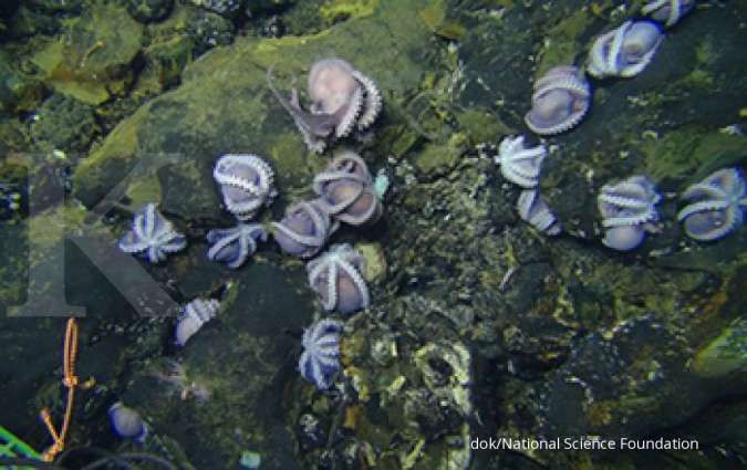 Penambangan dasar laut berpotensi merusak habitat mikroba 