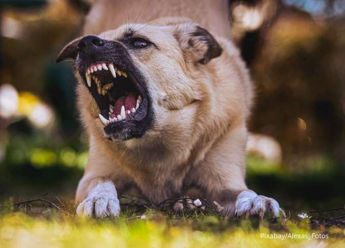 Kenapa Anjing Bisa Terkena Rabies? Ini Penjelasan dan Perawatan Digigit Hewan Rabies