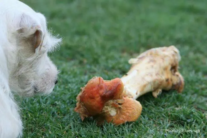 Amankah Anjing Peliharaan Memakan Tulang? Ini Jawabannya