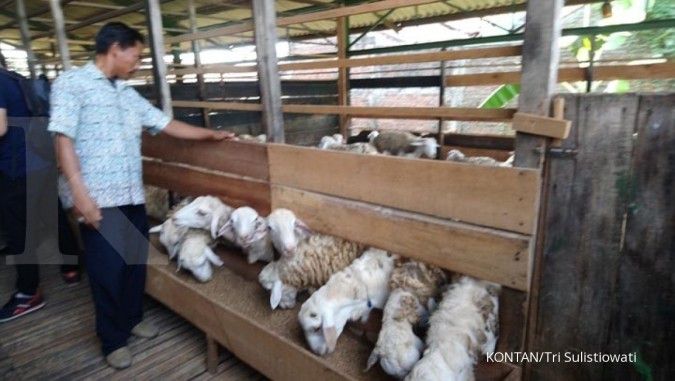 Ekspor domba ke Malaysia, pengusaha minta dukungan akses transportasi