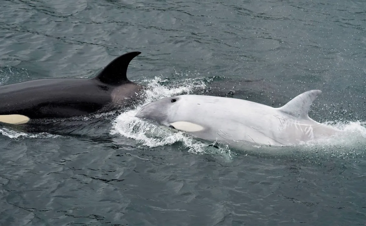 Hanya 5 yang hidup di dunia, paus pembunuh putih terlihat di Alaska