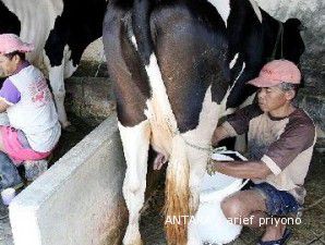 Tambah pasokan susu, Ultra Jaya gandeng Wellard dari Australia