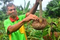 Mengenal porang, tanaman liar yang semakin jadi primadona petani