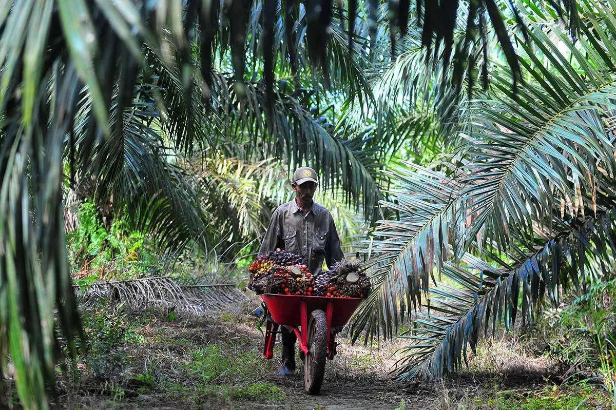 Perkebunan sawit dan masyarakat adat dinilai dapat hidup berdampingan