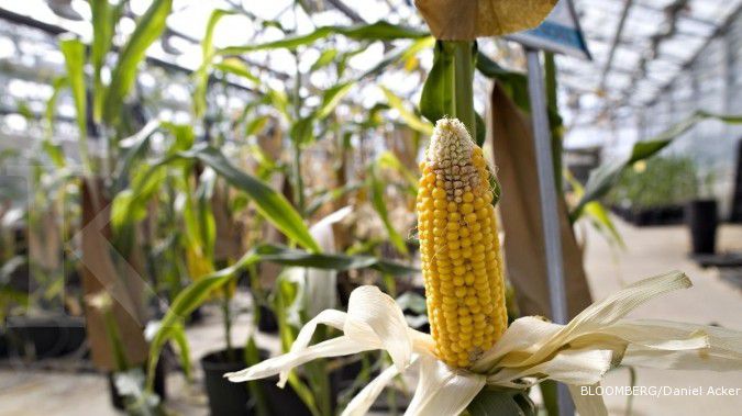 Monsanto Targetkan Bibit Jagung Naik 20%