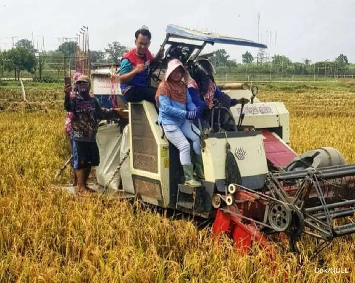 PGN dan BRIN Panen Perdana 116 Ton Padi Biosalin di Semarang
