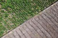 Penertiban Lahan Sawit: GAPKI Minta Kepastian Hukum dan Pengakuan Sejarah Perizinan