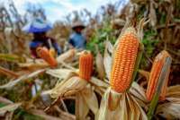 BPS Prediksi Luas Panen Jagung Nasional Naik 20,91% YoY Pada November - Januari 2026