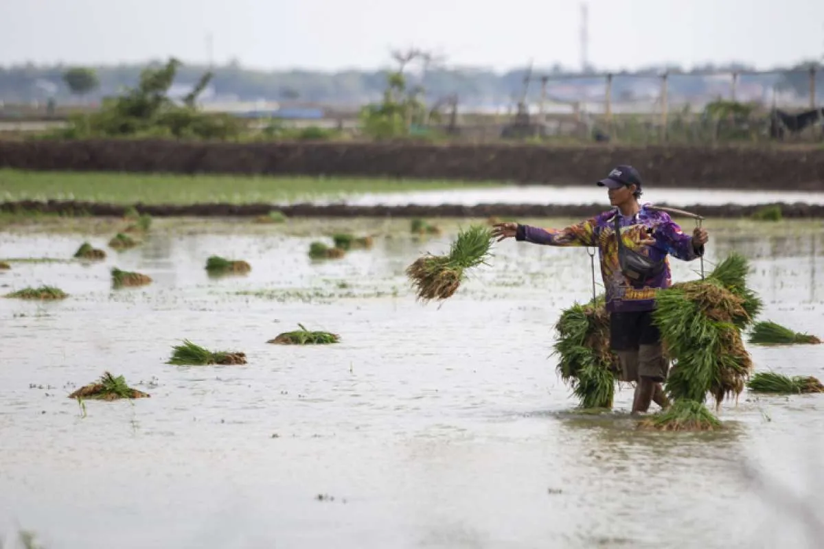 Kementan: Realisasi Tanam Padi Februari Baru Mencapai 570.000 Hektare