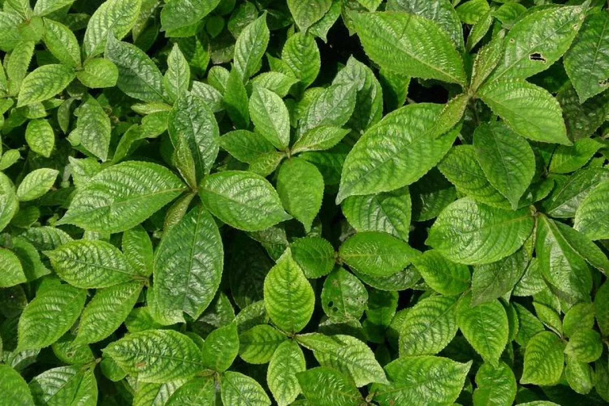Bisa Hancurkan Batu Ginjal, Ini 5 Manfaat Daun Keji Beling dan Cara Merebusnya