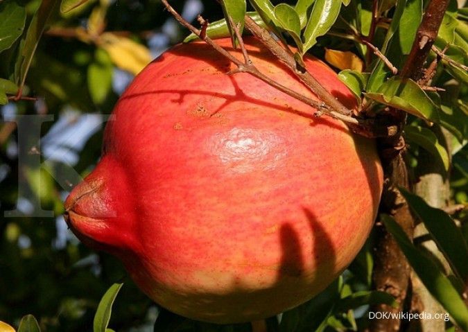 8 Pohon Buah yang Bisa Tumbuh Dimana Saja, Mudah Dirawat di Cuaca Panas