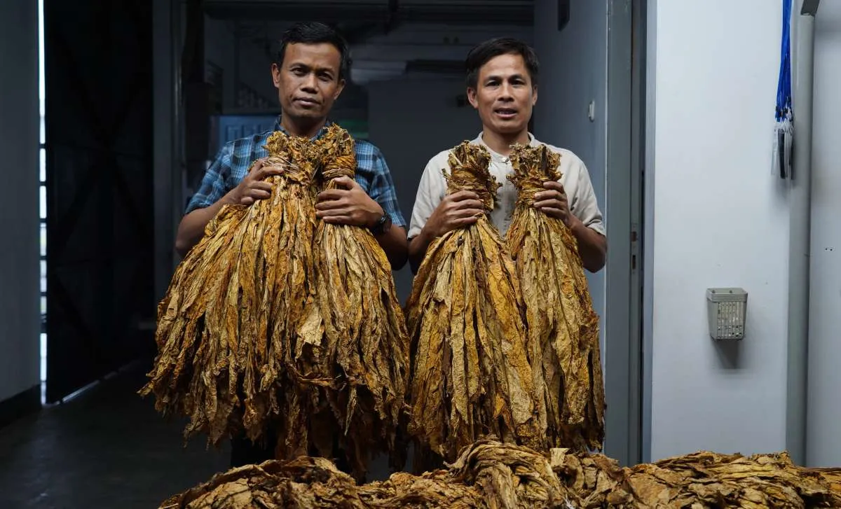 Jutaan Pekerja Industri Hasil Tembakau Terancam PHK Massal, Ini Pemicunya!