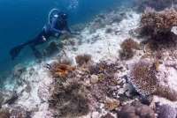 Transplantasi Karang di Sabang Dorong Keberlanjutan Ekonomi Laut