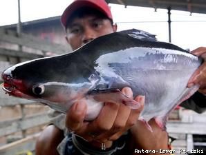 Peluang Ekspor Ikan Patin ke AS Terbuka Lebar